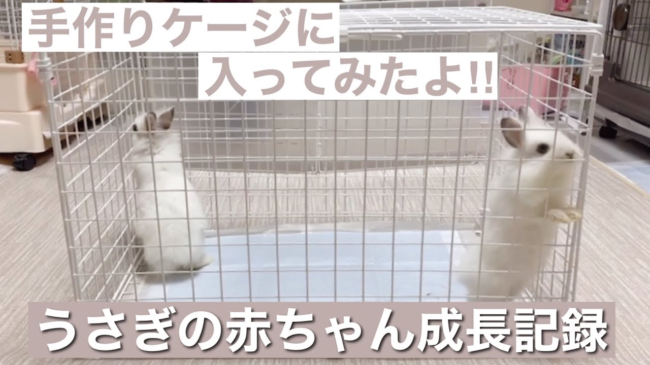 うさぎ ダイソー商品だけでケージを手作りしてみた ドワーフホト ライオンラビットの赤ちゃん成長記録 Youtube