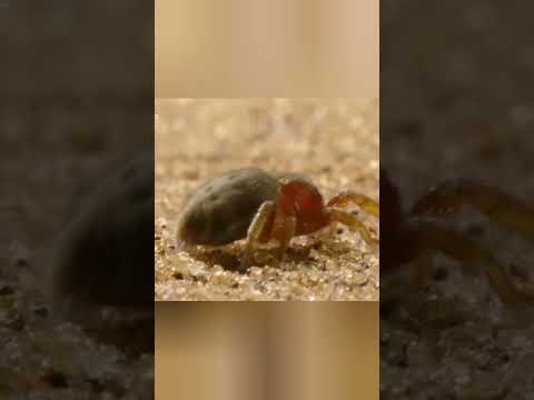 Муравью не повезло #животные #beyondfacts #animals #животные #кино #facts #кино #природа #beyond