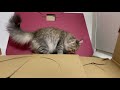 猫ハウスを建てる前から居座るかわいい子猫-CatVlog 71