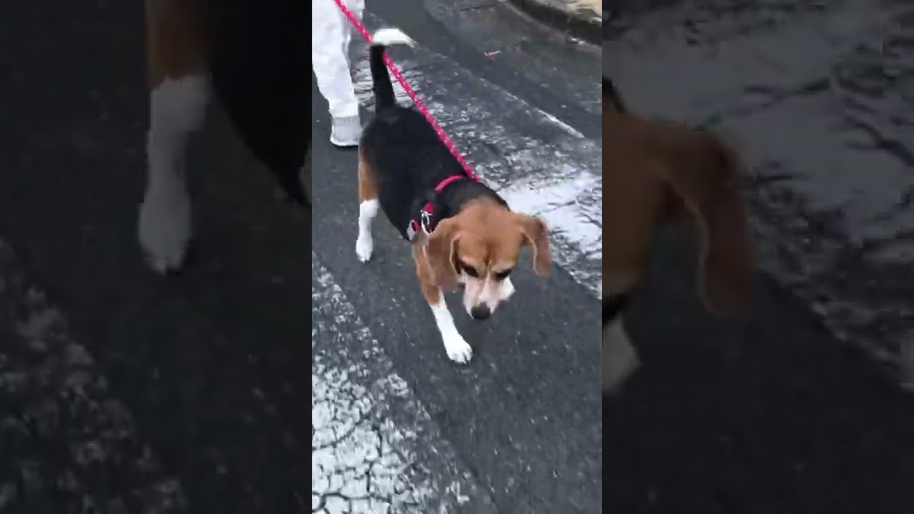 ビーグル犬シャイロ リード噛み散歩 Youtube