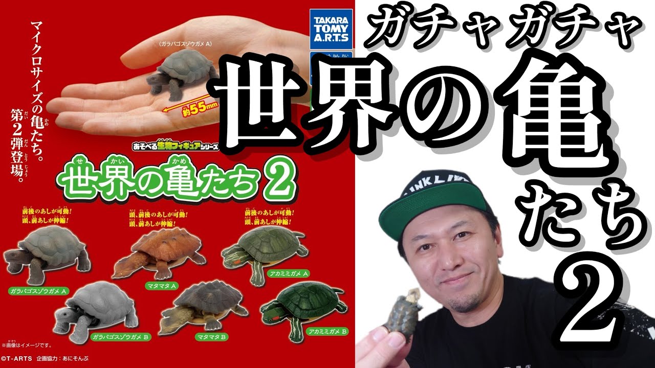 Gachapon] Playable Animal Figure Series 'Turtles of the World 2