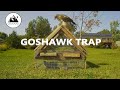 HOW A GOSHAWK TRAP WORKS - ACR Outdoors