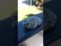 Star backed Peace Frog RobLoX my brother spotted and came to get me to record it
