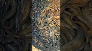 Catfish catching in mud pond #catfish #shorts #fishing