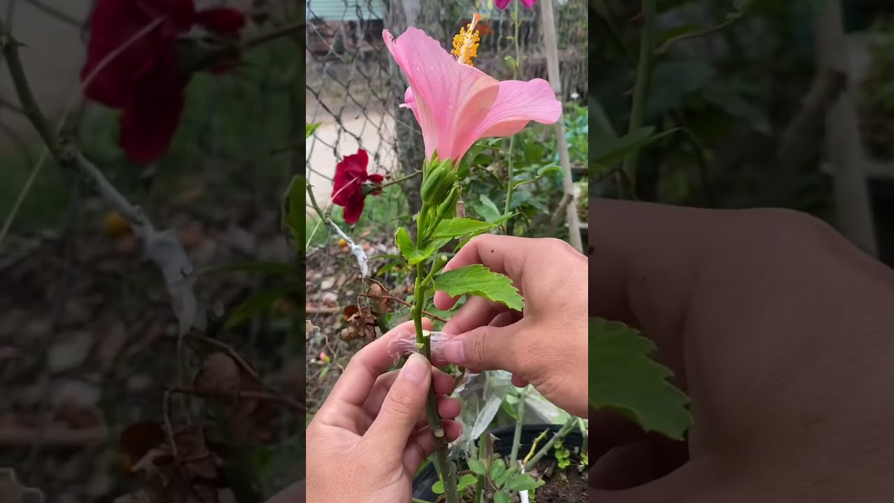 Try grafting hibiscus flowers into roses  shorts