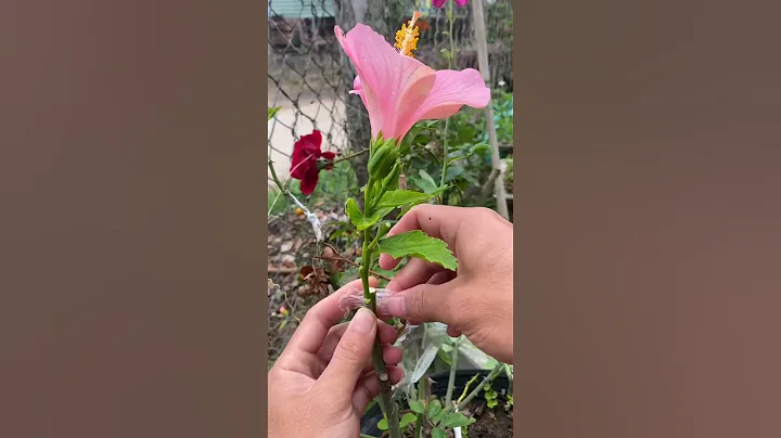 Try grafting hibiscus flowers into roses #shorts - DayDayNews