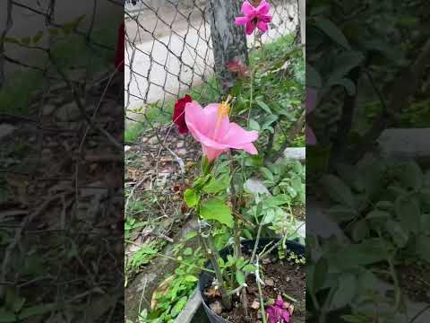 Video: Voidaanko hibiscus-ruusun terälehtiä käyttää indikaattoreina Miten?