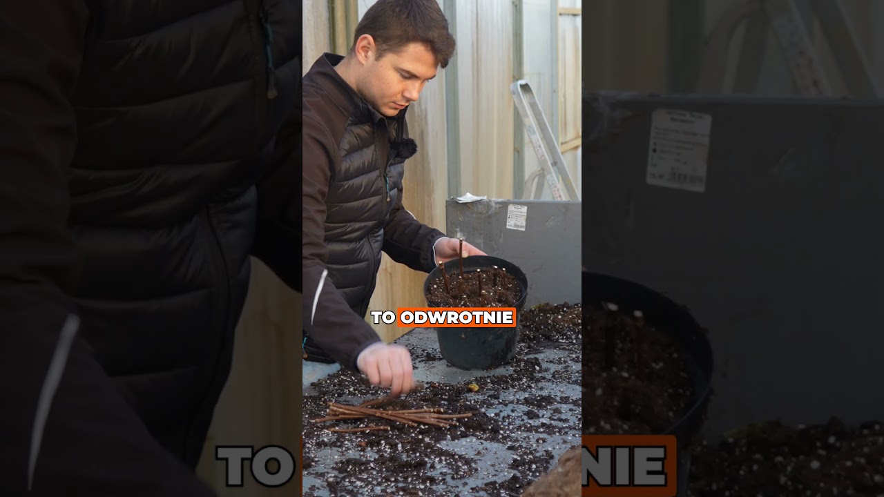 Rozmnażanie hortensji bukietowej wiosną 🌸🌱 Najłatwiejszy sposób