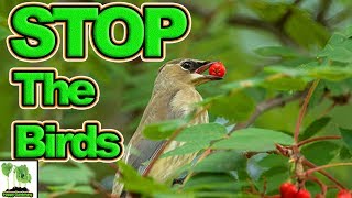 How To Net Soft Fruit  Protection From Birds screenshot 2