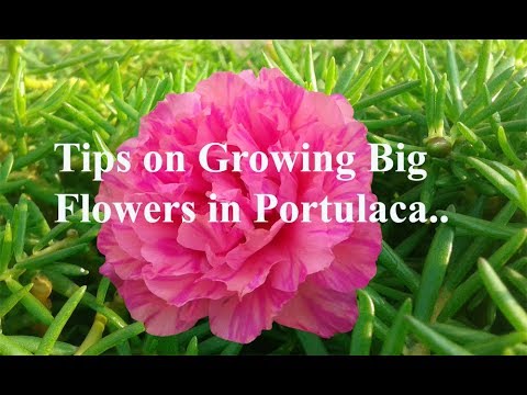 amazing tips to get