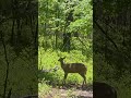 ##Deer