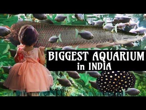 ഇന്ത്യയിലെ ഏറ്റവും വലിയ അക്വാറിയം | Marine World Kerala | Big Arapaima Fish #shorts