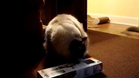 Ragdoll Cats Open the JW Pet Cataction Bungaree - ねこ - ラグドール - Floppycats