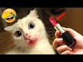Try not to laugh  funniest cats and dogs 2024  part 11