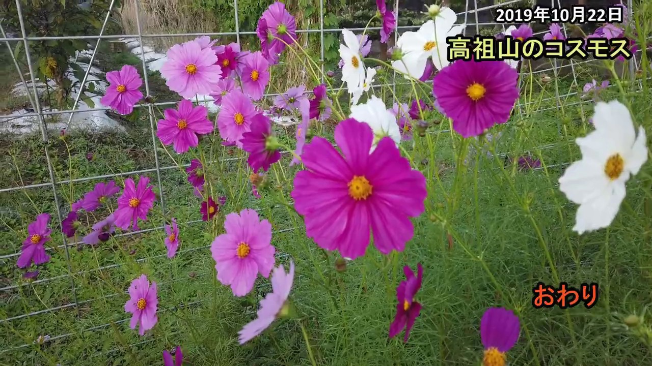 玉葱 中生 播種 100 Youtube 玉葱 中生 播種 100 Youtube