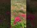 Good morning #ganeshchaturthi #flowers #nature #mountainview