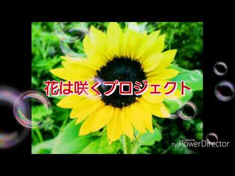🌼花は咲く スローヒーリング