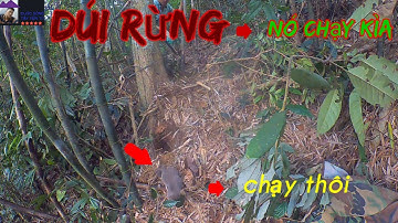 Cách Tìm Dúi Rừng - Đào Dúi Và Cái Kết