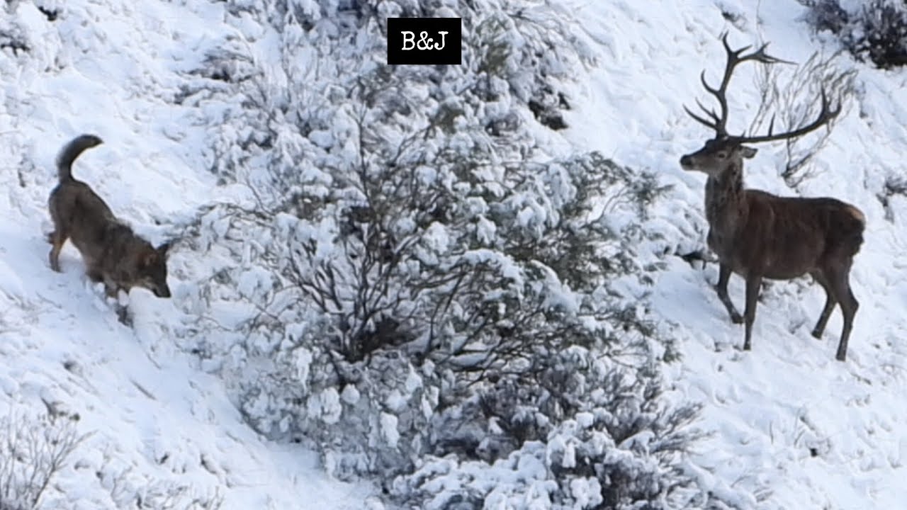 CIERVO RESISTE EL ATAQUE DE 5 LOBOS (FEBRERO 2026)