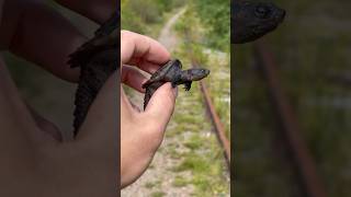 Meet Squirtle The Baby Snapping Turtle 🐢🥹 #shorts