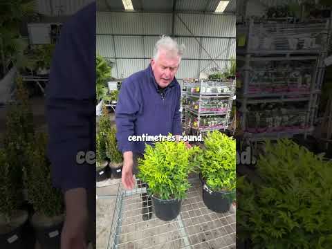 Video: Alternatives To Heavenly Bamboo – What To Plant Instead Of Nandina