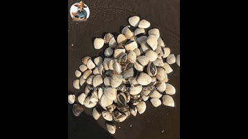 Nghêu biển được bắt như thế nào? Hành trình đi bắt nghêu biển | Hải Sản Đất Phương Nam