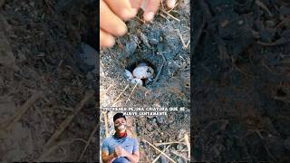 Mystery in the countryside! What animal left these eggs? You have 3 guesses. #riddle screenshot 3