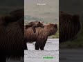 European brown bear chronicles from myth to reality shorts buzzbilt  animals wildlife