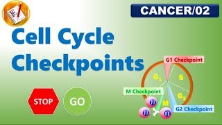 Cell Cycle Checkpoints (FL-Cancer/02)