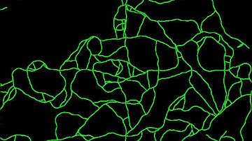 Procedural Road Network - Experiment 5