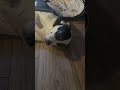 #pets #dogs #dog #dogshorts #funny