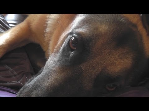 German Shepherd Cuddle Monster - The Aggressive Breed (GSD)