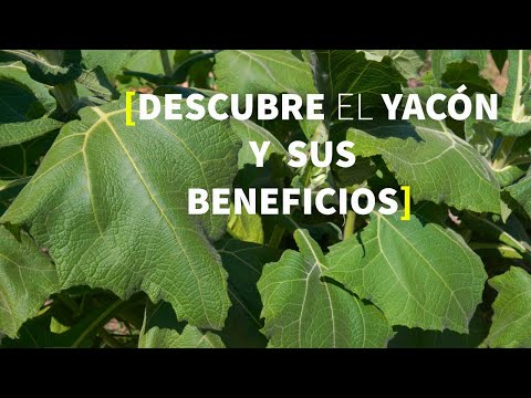 Video: Información sobre la raíz de yacón - Cómo cultivar plantas de yacón en el jardín