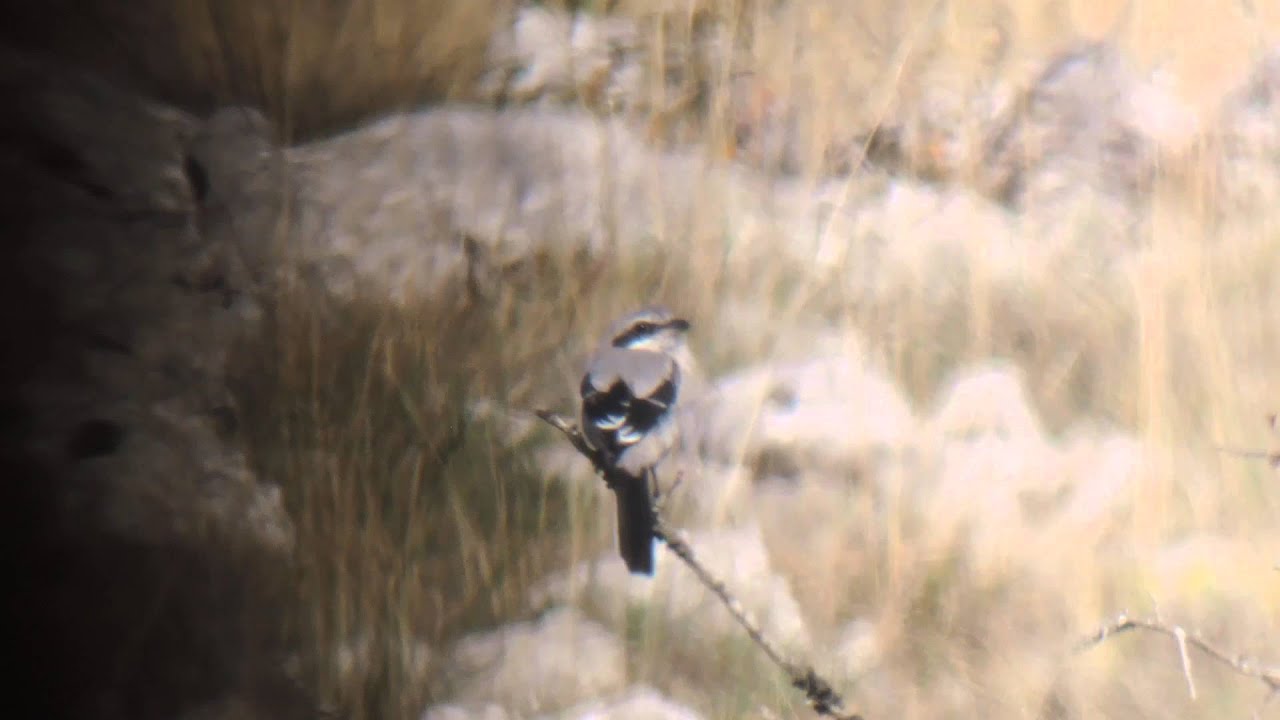 Pie-grièche méridionale - Iberian Grey Shrike - Lanius meridionalis
