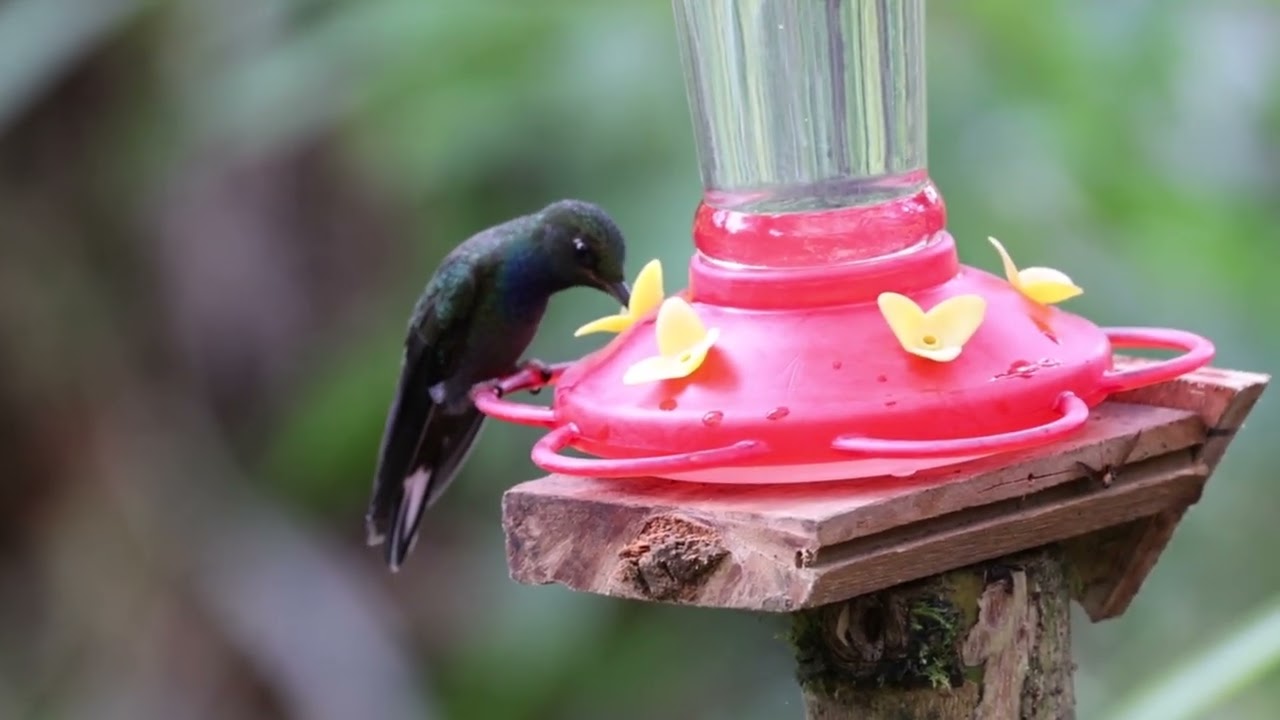 Green-backed Hillstar