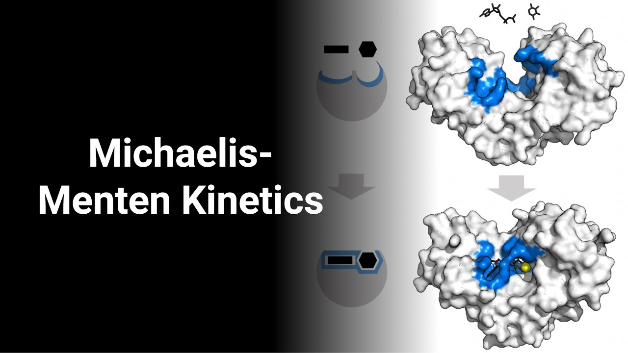 Michaelis Menten Kinetics [Chemical Reaction Engineering]