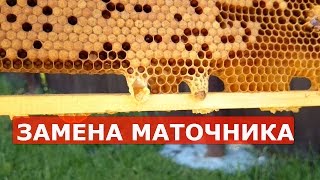 РОЕВОЙ МАТОЧНИК ЗАМЕНИЛ НА СВИЩЕВЫЙ МАТОЧНИК ОТ ЛУЧШЕЙ СЕМЬИ