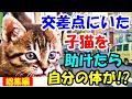 交差点にいた子猫を助けたら自分の体が..!?【猫の不思議な話】【総集編】