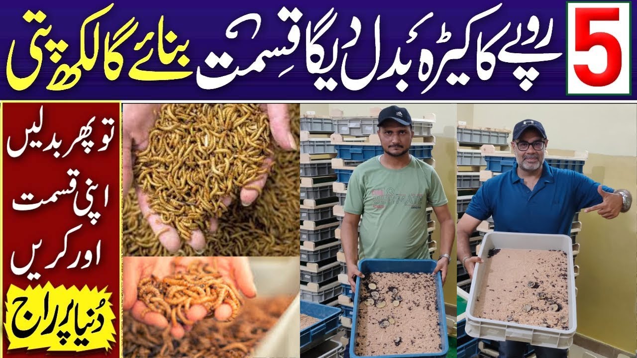 Mealworms in Pakistan How to Build Mealworm Farm How to Breed