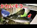 【アリゲーターガーの目撃情報?】外来魚だらけの夜の用水路に突撃!ダンドウボウ&ライギョを追え!