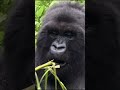 الغوريلا ضد الشمبانزي من الأسرع اشتركوا في القناة اكسبلور السعودية Animals الغوريلا ضد الشمبانزي من الأسرع اشتركوا في القناة اكسبلور السعودية Animals