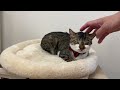 猫のキャットタワーを捨てようとしたら…【保護猫】