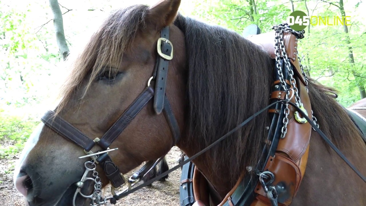 Werkpaarden slepen hout uit het Kapellerbos Landgraaf