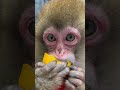 高級フルーツの詰め合わせをいただきました。美味しそう!パート3