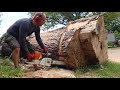 CHAINSAW MILL. Milling a huge ash tree 7 meters long.