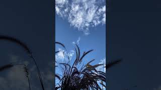 #viral #videos #youtubeshorts