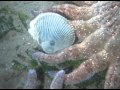 Clam vs Starfish