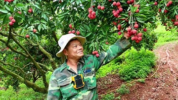 Vườn Vải Thiều được nguyên chủ tịch nước Trương Tấn Sang về thăm