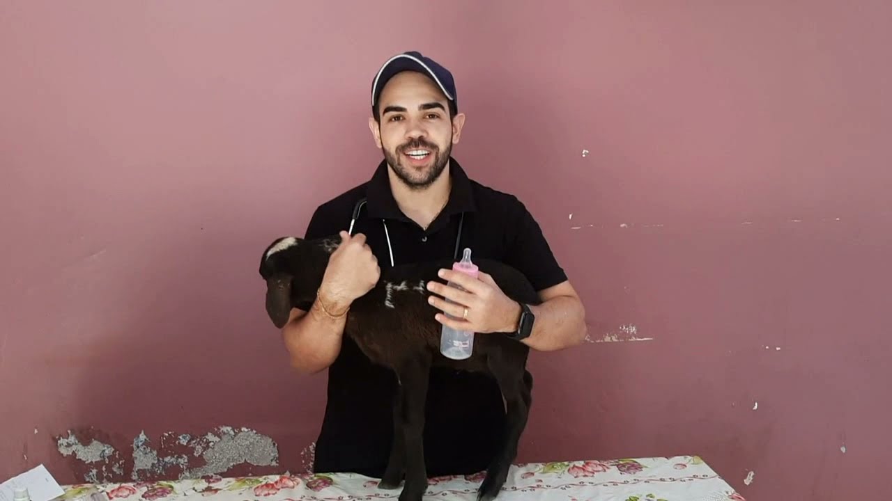 Como Criar Cabrito ou Cordeiro na Mamadeira? Aprenda e Não Perca Mais Nenhum do Seu Rebanho Ovino!