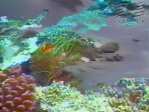 მარჯნის წყალი მარგებელი